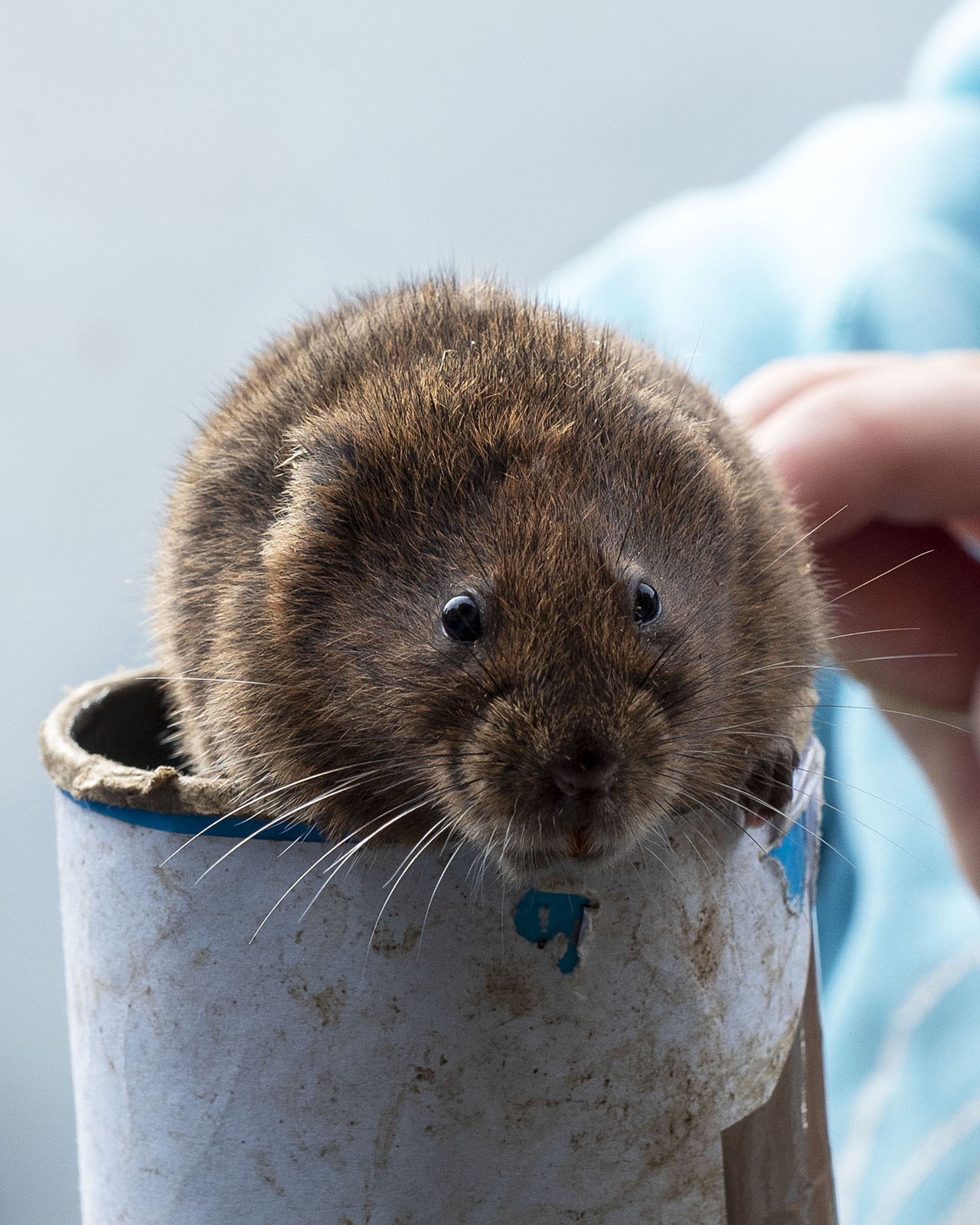 ratty-returns-to-hemel-hempstead-the-box-moor-trust